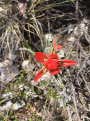 Castilleja rigida