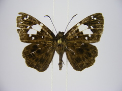 Celaenorrhinus plagiatus