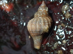 Urosalpinx cinerea image