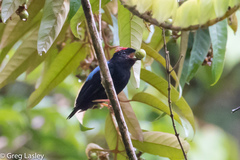 Chiroxiphia pareola