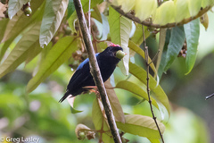 Chiroxiphia pareola