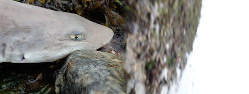 Dusky Smooth-hound photographed in New York