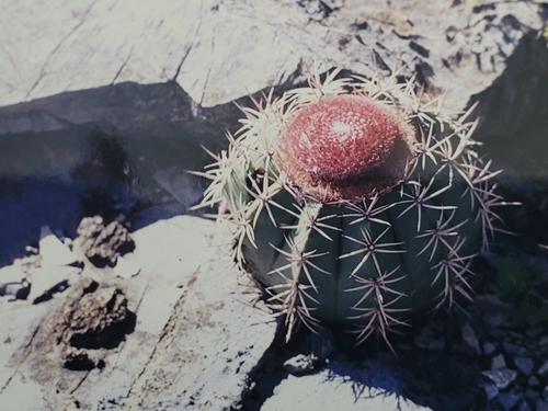 Melocactus neoviridescens