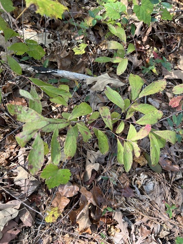 Image of Gaylussacia frondosa by (c) harrier, some rights reserved (CC BY)