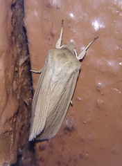 Mythimna pallens