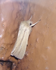 Mythimna pallens
