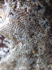 Conopeum tenuissimum