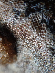 Conopeum tenuissimum