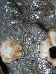 Conopeum tenuissimum