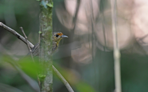 Tawny-crowned Greenlets