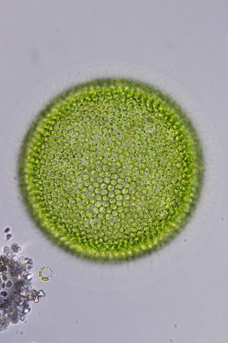 Volvox (Volvox aureus)
