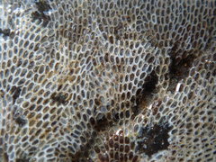 Conopeum tenuissimum