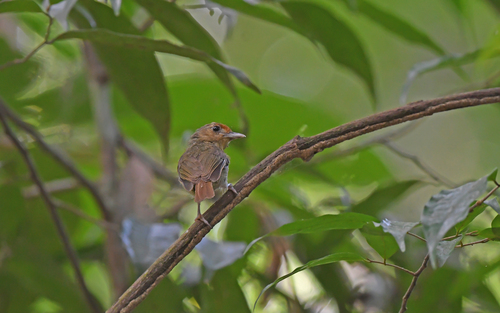 Para Greenlet (Tunchiornis rubrifrons), photo 4