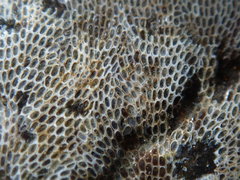 Conopeum tenuissimum