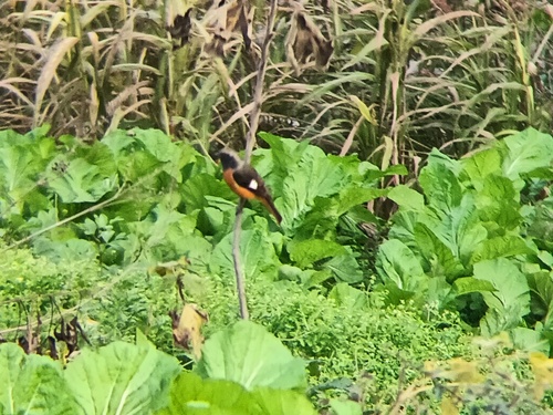 Daurian Redstart