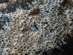 Conopeum tenuissimum