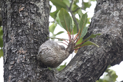 Myrmecodia platytyrea