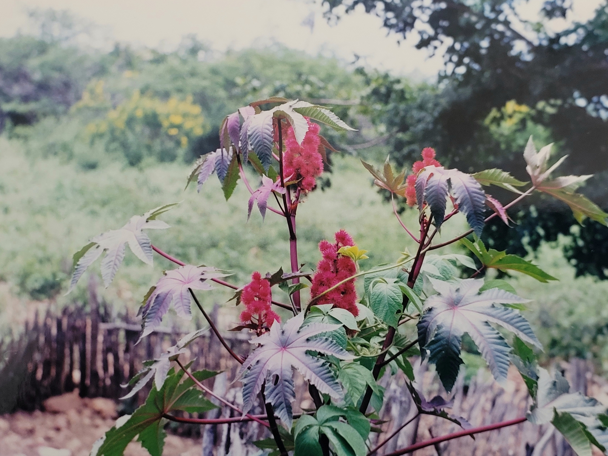 Ricinus communis