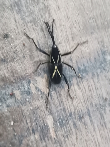 Toxorhinus banonii