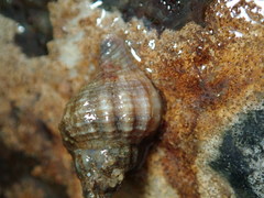 Urosalpinx cinerea image