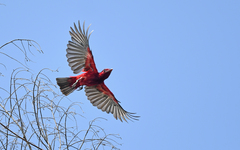 Crimson Fruitcrow photo 1