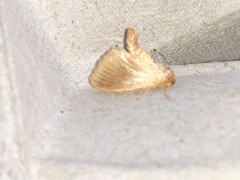 Tortricidia testacea