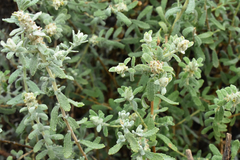 Buddleja scordioides