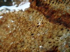 Schizoporella unicornis