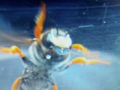 Trachusa interrupta