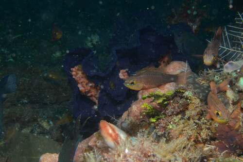 Ostorhinchus monospilus observed 2024-09-10