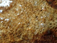 Schizoporella unicornis