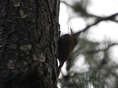 Lepidocolaptes affinis