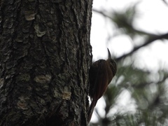 Lepidocolaptes affinis