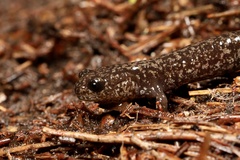 Taichu Salamander photo 1
