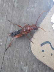 Necydalis cavipennis