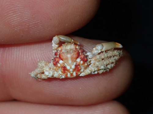 Teleophrys ruber