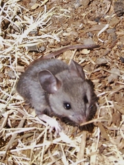 Peromyscus gambelii