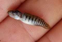 Fundulus confluentus