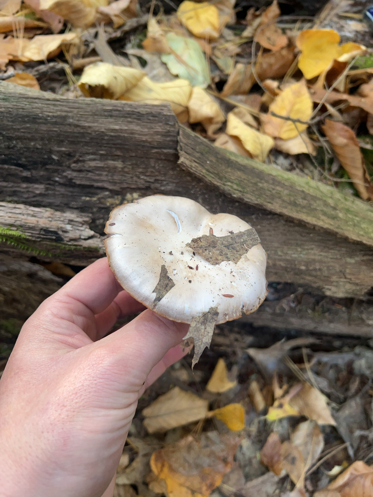 Common Gilled Mushrooms and Allies