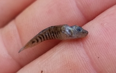 Fundulus confluentus
