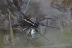 Fundulus confluentus