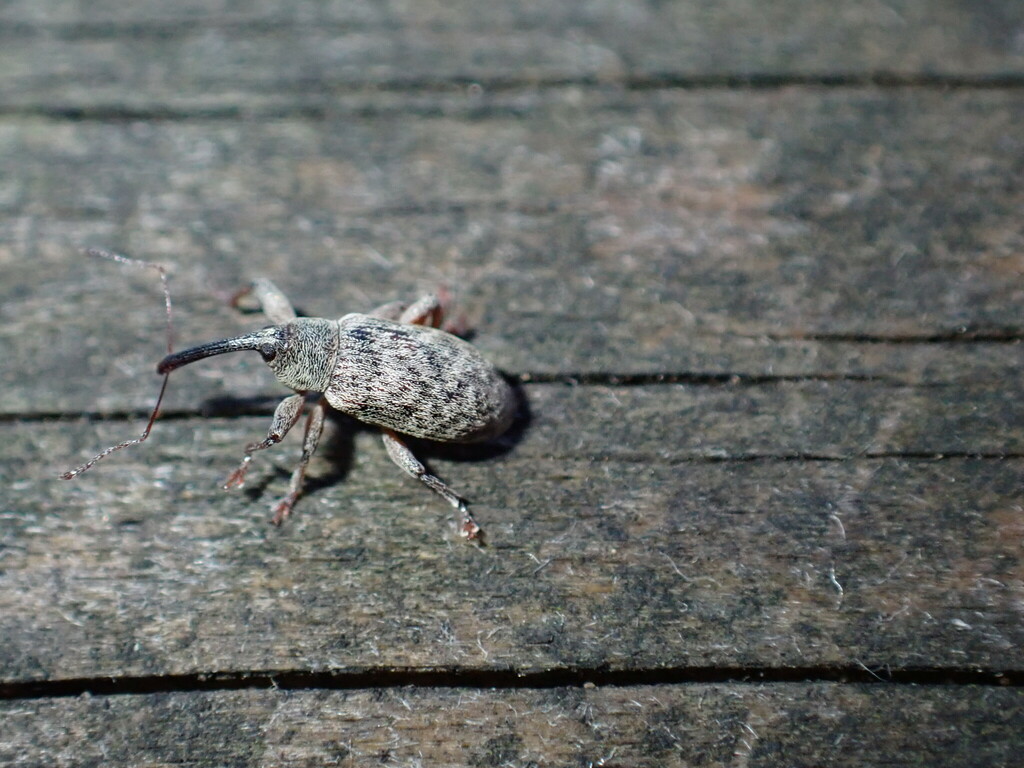 Dorytomus filirostris
