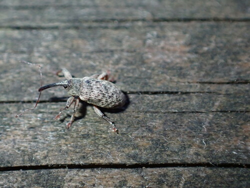 Dorytomus filirostris