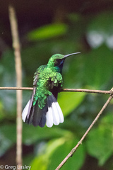 Campylopterus ensipennis