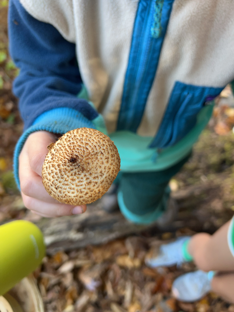 Leucopholiota