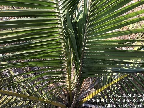 Image of Attalea Barreirensis (Attalea barreirensis) by (c) vitordematos12, some rights reserved (CC BY-SA)