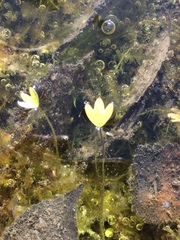 Ranunculus hyperboreus