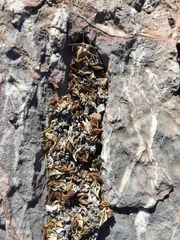 Callisia navicularis