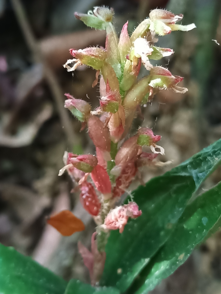 Microchilus stigmatopterus