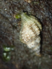 Urosalpinx cinerea image